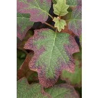 Pflanzen für Dich Gehölze Hydrangea quercifolia Burgundy, 1 St., Eichenblatthortensie