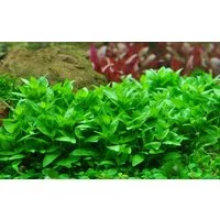 Aquaone Wasserpflanze Aquarium Pflanze Staurogyne repens Tropica Nr.049G