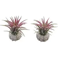 meinvipshop Dekoobjekt Bezaubernde Kombination aus Seeigelgehäuse und Tillandsia 2er Set rosa (Set, 2 St., 2er Set)