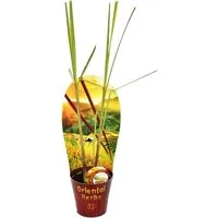 Exotenherz Gewürzkraut Zitronengras, Cymbopogon citratus, 12cm Topf