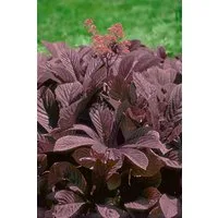 Pflanzen für Dich Staude Rodgersia pin. Chocolate Wings, 1 St., Schaublatt