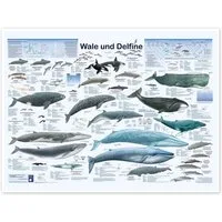 Posterlounge Wandbild Wale und Delfine, Planet Poster Editions, erhältlich als Poster, Leinwandbild, Wandsticker oder Acrylglasbild