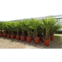gruenwaren jakubik Baum Palme XL 120-150 cm Trachycarpus fortunei, Hanfpalme, winterhart