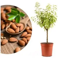 Meine Orangerie Obstpflanze Zwergobst Stämmchen - diverse Sorten, mehrjähriger Obstbaum, winterhartes Zwergobstbäumchen für Garten, Balkon oder Terrasse