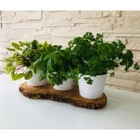 Olivenholz-erleben Kräuterbeet 3er Kräuterstation auf Olivenholz-Sockel mit weißen Keramikübertöpfen (Set, 4 St), Edler Platz für frische Küchenkräuter – naturbelassen & dekorativ