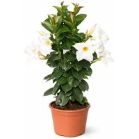 Exotenherz Topfpflanze Mandevilla Dipladenia Trichterblüte Pyramidenform 14cm Topf weiß
