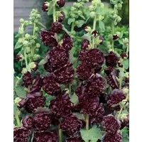 Pflanzen für Dich Staude Alcea rosea Pleniflora Chaters, 1 St., Stockrose, Stockmalve