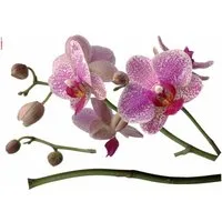 Komar Wandtattoo Orchidee - Größe 100 x 70 cm, selbstklebend, Wandsticker