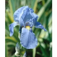Pflanzen für Dich Staude Iris barb. Empress of India, 1 St., Bart-Iris, Schwertlilie