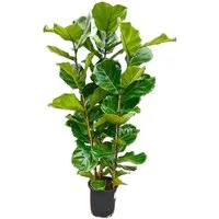 Exotenherz Zimmerpflanze Ficus lyrata Geigenfeige Solitärpflanze ca. 140cm hoch - 27cm Topf