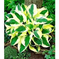 BALDUR Garten Staude Riesen-Hosta 'Brim Cup', 2 St., Funkie, winterhart, mehrjährig, pflegeleicht