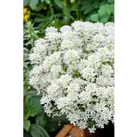Pflanzen für Dich Staude Iberis semp. Weißer Zwerg, 1 St., Schleifenblume, Immergrüne Schleifenblume