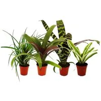 Exotenherz Zimmerpflanze Mini-Bromelien-Set Nature's Touch 4 Pflanzen 5,5cm Topf