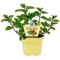 Exotenherz Gewürzkraut Schoko-Minz Mentha x piperita Kräuterpflanze im 12cm Topf