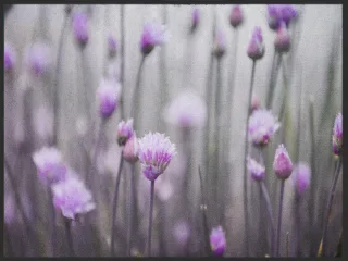 Fussmatte 4886 | Größe: 60 cm x 45 cm