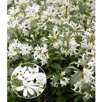 BALDUR Garten Hecken Immergrüne Duftblüten-Hecke 'Osmanthus', 1 St., Frühlingsduftblüte, immergrün, winterhart, duftend