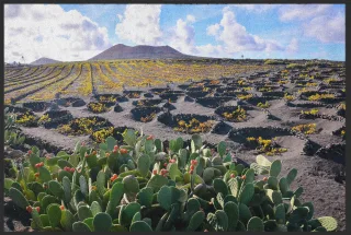 Fussmatte Lanzarote 10368 | Größe: 60 cm x 45 cm