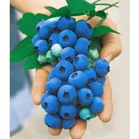 BALDUR Garten Obstpflanze Heidelbeere 'Nui®', 1 St., Selbstbefruchtend, winterhart, pflegeleicht