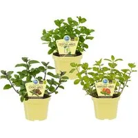 Exotenherz Gewürzkraut Minze-Sorten Set mit 3 Pflanzen Schoko HUGO Grapefruit 12cm Topf
