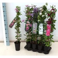 Pflanzen für Dich Kletterpflanze Clematis Hybride Blekitny Aniol, 1 St., Waldrebe, Clematis, blauviolett, langblühend