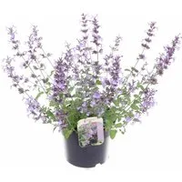 meinvipshop Kübelpflanzen Katzenminze Nepeta 'Walker's Low' Busch 45cm XXL