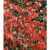 BALDUR Garten Kletterpflanze Wilder Wein 'Quinquefolia', 1 St., Gespensterpflanze, winterhart, pflegeleicht