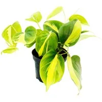 Exotenherz Zimmerpflanze Philodendron scandens Brasil Baumfreund zweifarbig 12cm Topf
