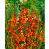 Pflanzen für Dich Staude Crocosmia masoniorum, 1 St., Montbretie, Garten-Montbretie