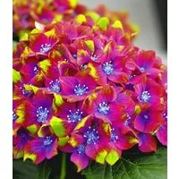 BALDUR Garten Zierstrauch Freiland-Hortensie 'SAXON® Schloss Wackerbarth', 1 St., Gartenhortensien,winterhart, pflegeleicht