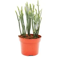 Exotenherz Kaktus Sukkulente - Crassula muscosa - Harmony in Green - 10cm Topf