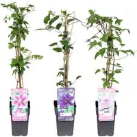 meinvipshop Kletterpflanze 3 x Clematis Kletterpflanze
