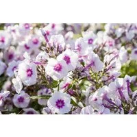 Pflanzen für Dich Staude Phlox pan. Bright Eyes, 1 St., Hoher Staudenphlox, Flammenblume