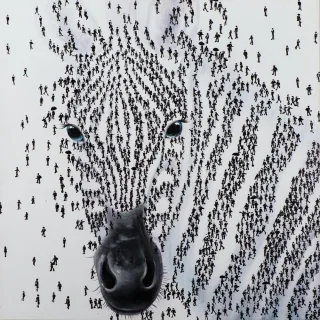 Keilrahmenbild ZEBRA