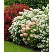 BALDUR Garten Hecken Duftende Blütenhecke, 4 St., Philadelphus, duftend, lange Blütezeit, winterhart, mehrjährig