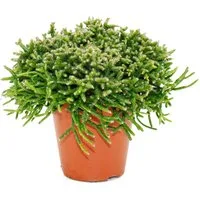 Exotenherz Kaktus Rhipsalis - Korallenkaktus - im 12cm Topf - sukkulente Zimmerpflanze