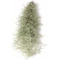 meinvipshop Hängedekoration Tillandsia Luftpflanze Spanisches Moos XL (1 St)