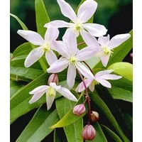 BALDUR Garten Zierstrauch Duft-Clematis 'Armandii', 1 St., Staudenclematis, duftend, immergrün, reichblühend, winterhart