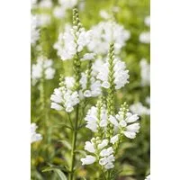 Pflanzen für Dich Staude Physostegia virg. Summer Snow, 1 St., Gelenkblume, Virginische Gelenkblume