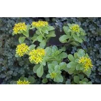 Pflanzen für Dich Staude Sedum kamtschaticum, 1 St., Kamtschatka-Fetthenne, Kamtschatka-Sedum