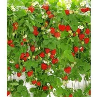 BALDUR Garten Obstpflanze Hänge-Erdbeere 'Hummi®', 3 St., Selbstbefruchtend, winterhart, mehrjährig, pflegeleicht