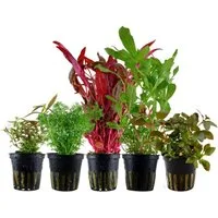 Aquaone Wasserpflanze 'Buntes' Set mit 5 Topf Pflanzen Aquariumpflanzen Set Nr.144