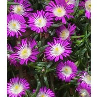 BALDUR Garten Bodendecker Winterharte Eisblume 'Violett Wonder', 3 St., Mittagsblume, reichblühend, winterhart, mehrjährig, pflegeleicht