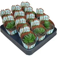 Exotenherz Kaktus Haworthia truncata seltene Haworthie Rarität 6,5cm Topf 15cm hoch