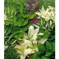 BALDUR Garten Staude Hosta-Mix 'Exklusiv', 3 St., Funkie, winterhart, mehrjährig, pflegeleicht