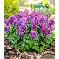 BALDUR Garten Staude Corydalis 'Purple Bird', 6 St., Lerchensporn,winterhart, schattenliebend, frühblühend, verwildernd