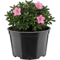 Garronda Blumentopf rund Kunststoff mit Drainagelöchern für Garten GD-0202 (1 St)