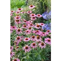 Pflanzen für Dich Staude Echinacea purpurea Rubinstern, 1 St., Roter Sonnenhut, Purpursonnenhut