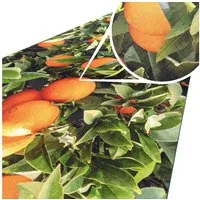 ANRO Küchenläufer Hochwertig GreenLine Flurläufer Teppichläufer Textil, Eckig, Bodenläufer 100x52cm Orangen Natur pflegeleicht