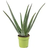 Flowerbox Zimmerpflanze Echte Aloe - Aloe vera, pflegeleicht - Höhe ca. 40 cm, Topf-Ø 12 cm