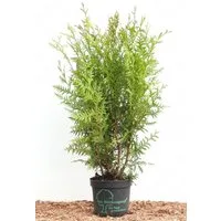Pflanzen für Dich Konifere Thuja occ. Brabant, 1 St., Lebensbaum, Abendländischer Lebensbaum, schnellwachsend, immergrün